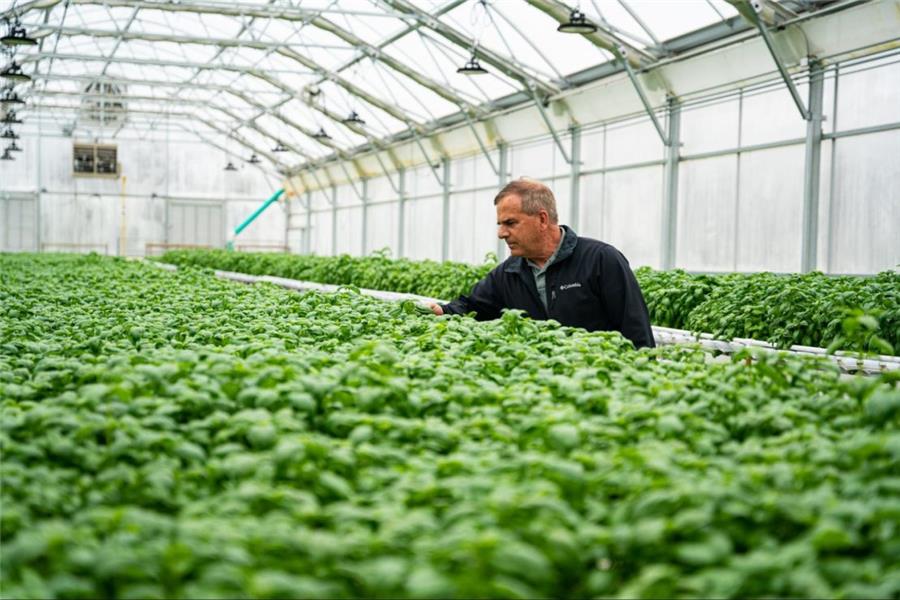 ترکیب حرفه‌ای بستر کشت گلخانه‌ای | فرمول‌های کاربردی برای حداکثر رشد ریشه